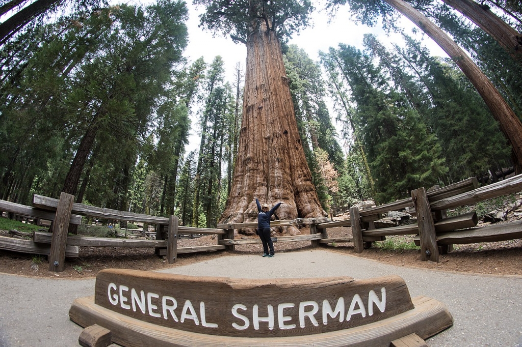 General Sherman